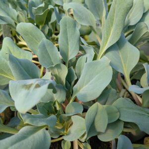 Mertensia maritima 'Silver Ocean' (Hestetunge Østersurt)