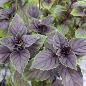 Ocimum basililkum 'Copa Red Green Shades' (Basilikum)