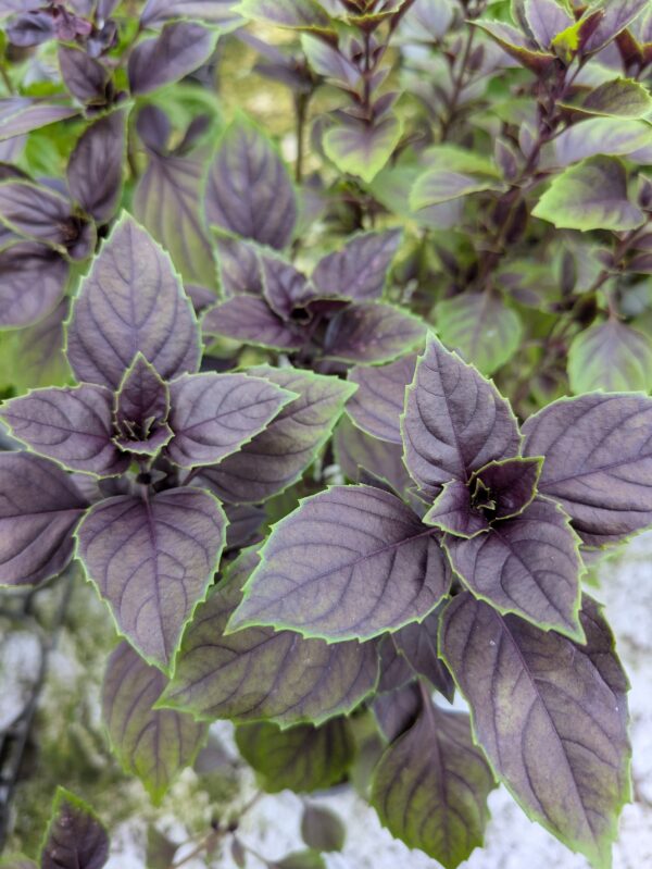 Ocimum basililkum 'Copa Red Green Shades' (Basilikum)