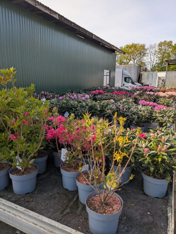 Rhododendron