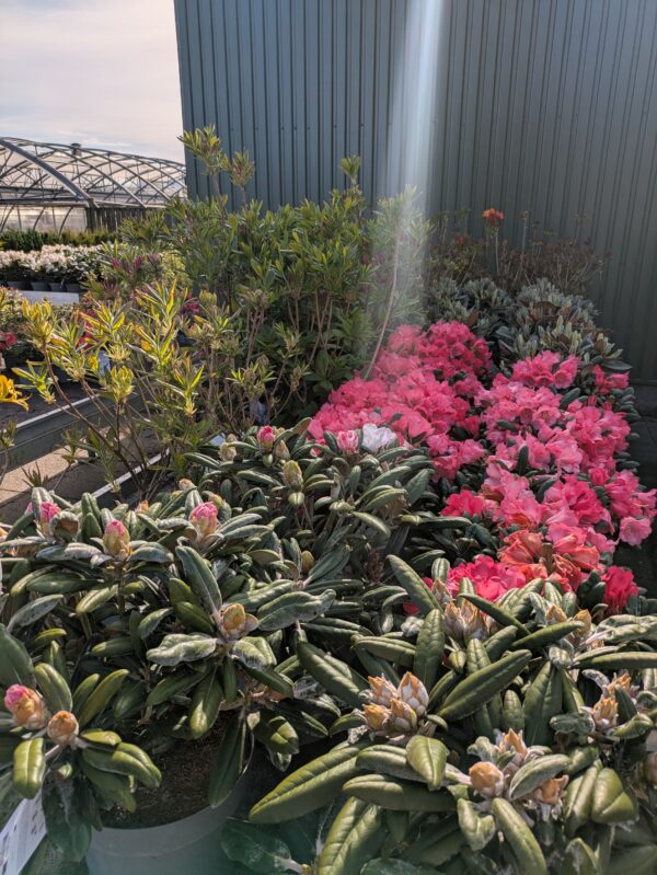 Rhododendron