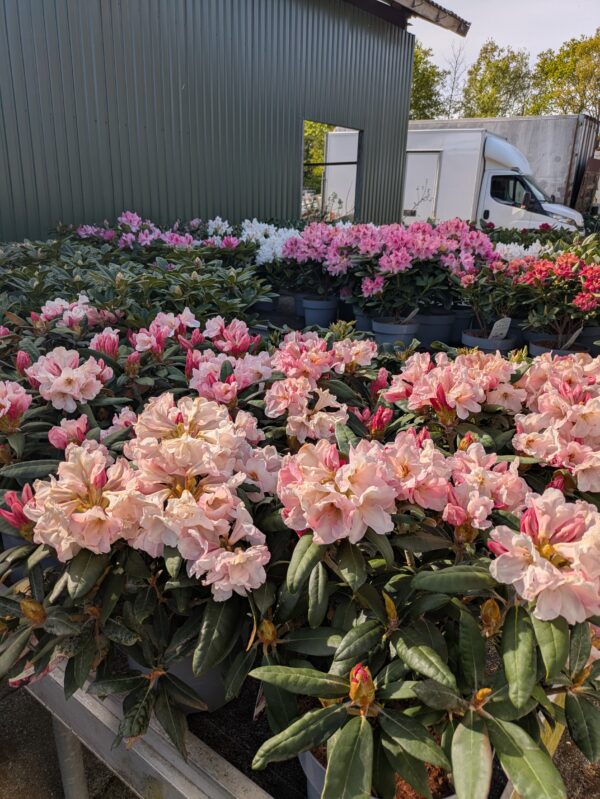 Rhododendron