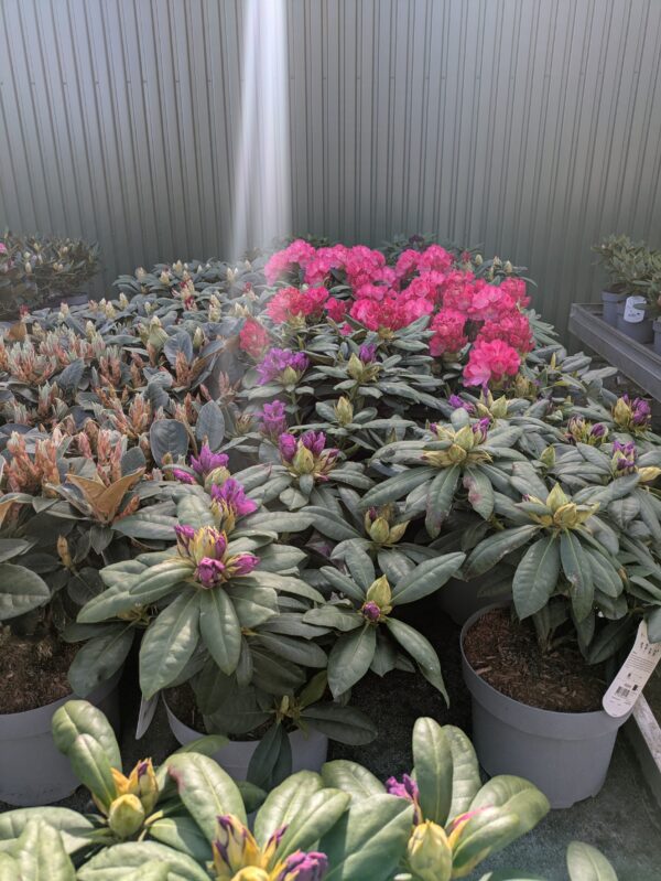 Rhododendron