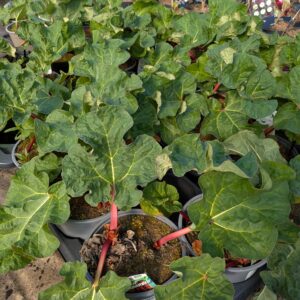 Rheum rhabarbarum (Rabarber)