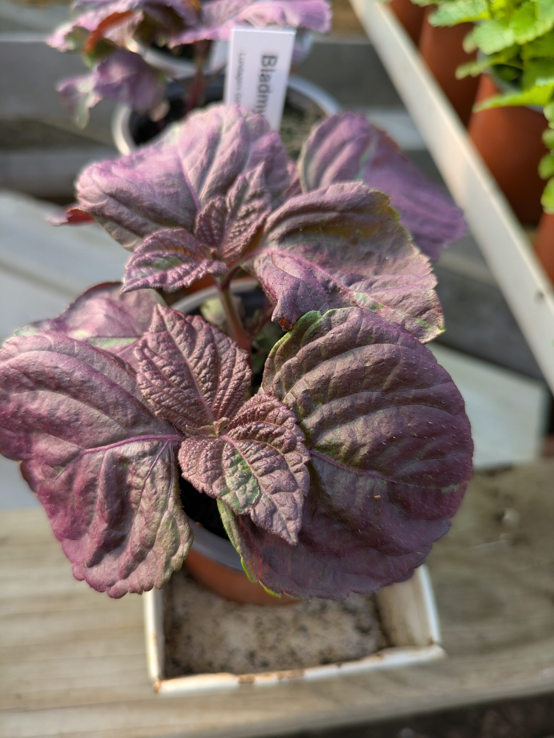 Perilla frutescens var crispa (Bladmynte, purpur)