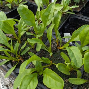 Rødbede (Beta vulgaris)