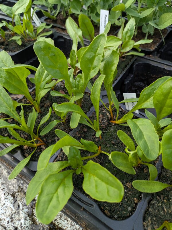 Rødbede (Beta vulgaris)
