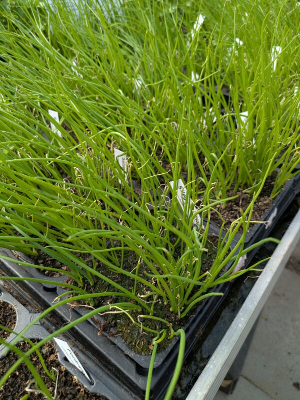 Såløg (Allium cepa)