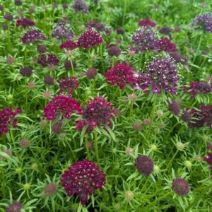 Scabiosa columbaria ‘Summer Nights’ (Enkeblomst)
