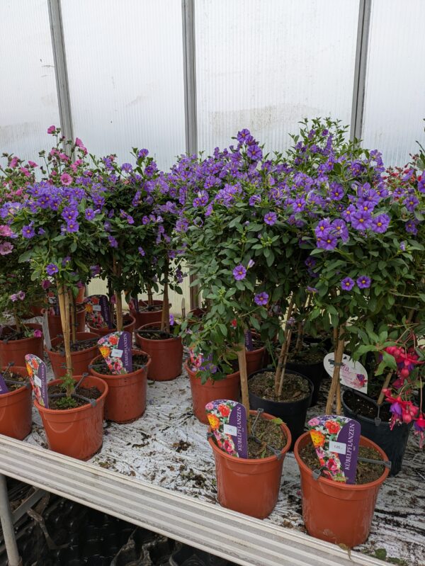 Diverse opstammet sommerblomster
