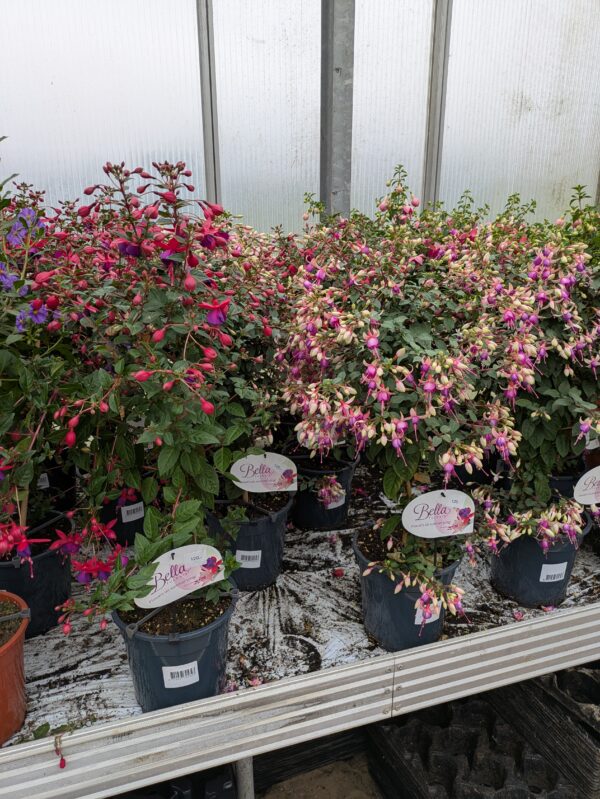 Diverse opstammet sommerblomster
