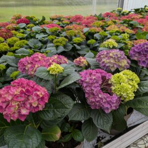 Hydrangea macrophylla (Alm Hortensia)