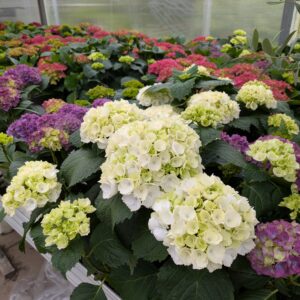 Hydrangea macrophylla (Alm Hortensia)