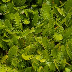 Leptinella dioica (Trædebregne)