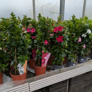 Mandevilla sanderi (Bærgerranke)