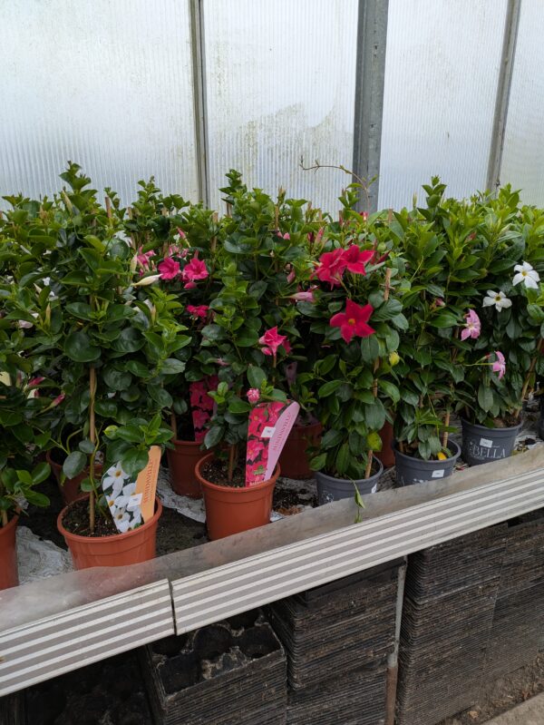 Mandevilla sanderi (Bærgerranke)