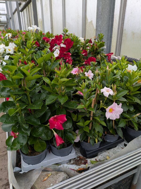 Mandevilla sanderi (Bærgerranke)