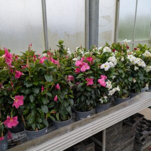 Mandevilla sanderi (Bærgerranke)