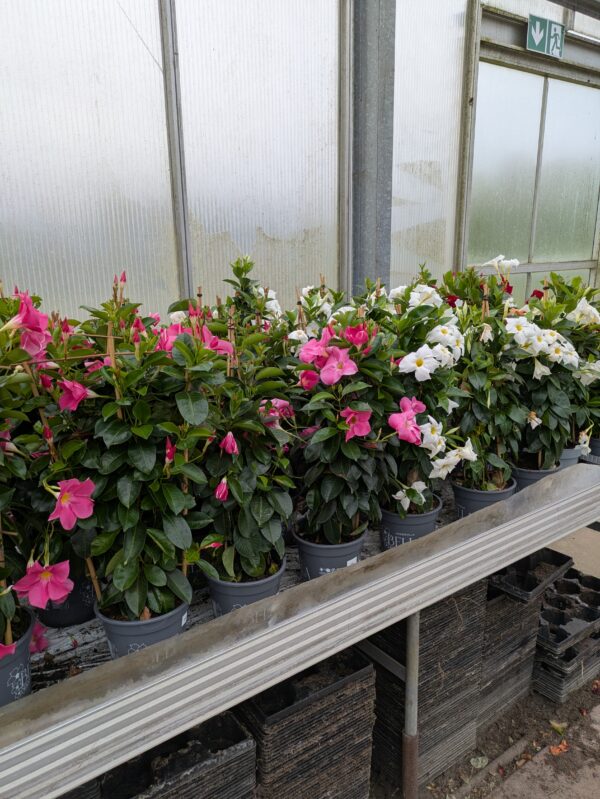 Mandevilla sanderi (Bærgerranke)