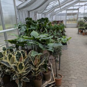 Stueplanter