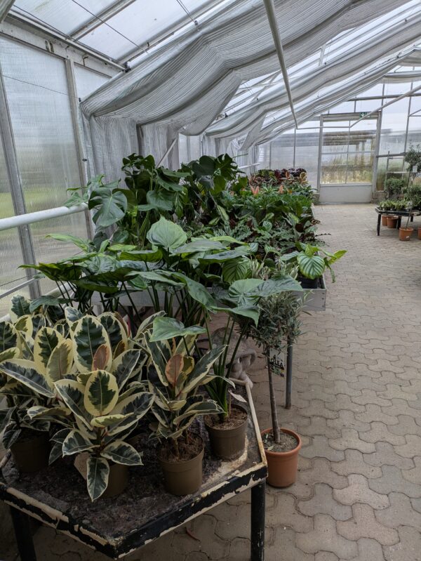 Stueplanter