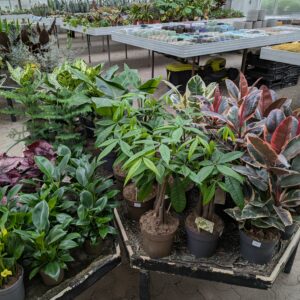 Stueplanter