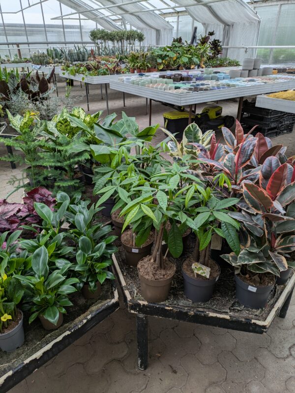 Stueplanter