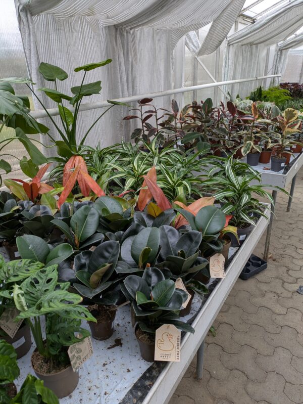 Stueplanter