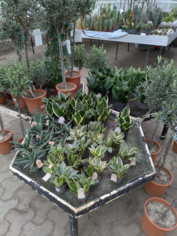 Stueplanter