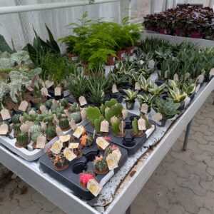 Stueplanter (Mini)