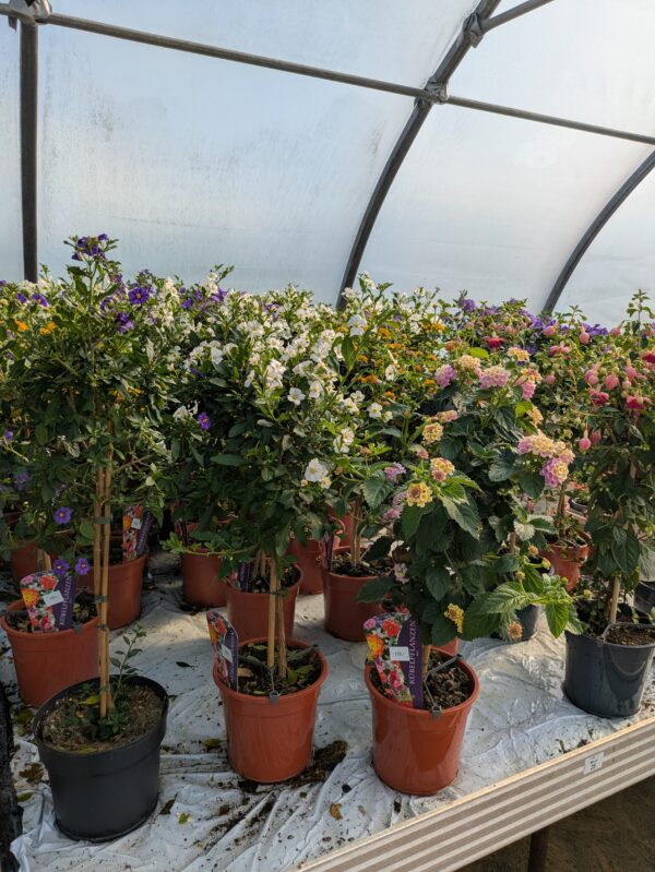 opstammet sommerblomster