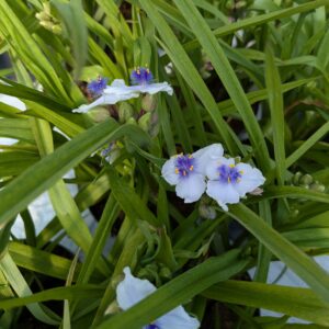 Tradescantia andersoniana 'Osprey' (Trekantblomst)