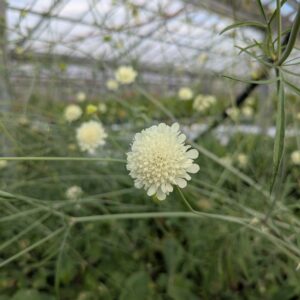 Scabiosa ochroleuca (Gul Skabiose)