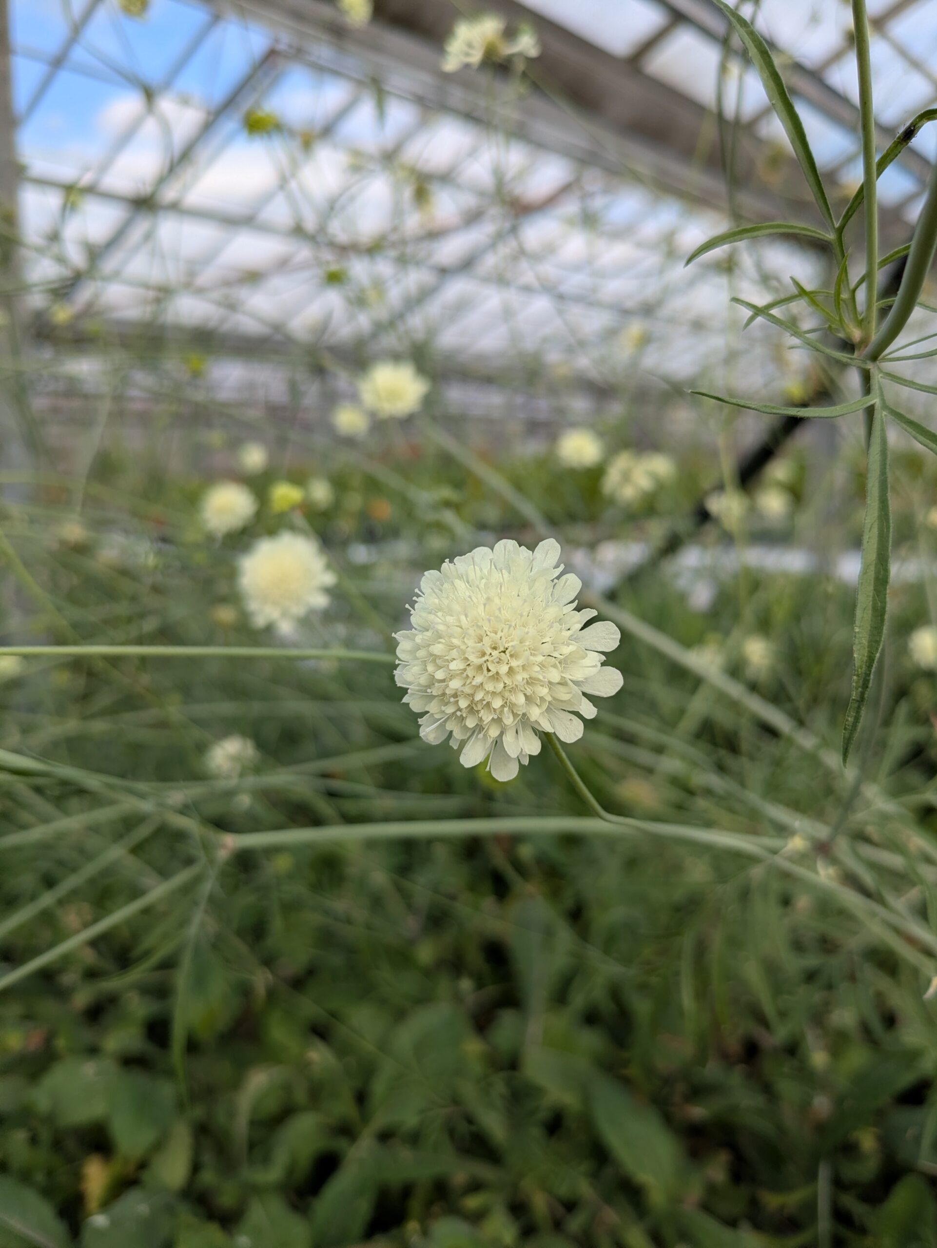 Scabiosa ochroleuca (Gul Skabiose)