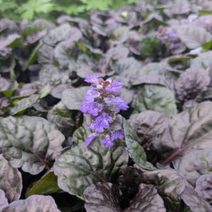 Ajuga reptans 'Black Scallop' (Krybende Læbeløs)