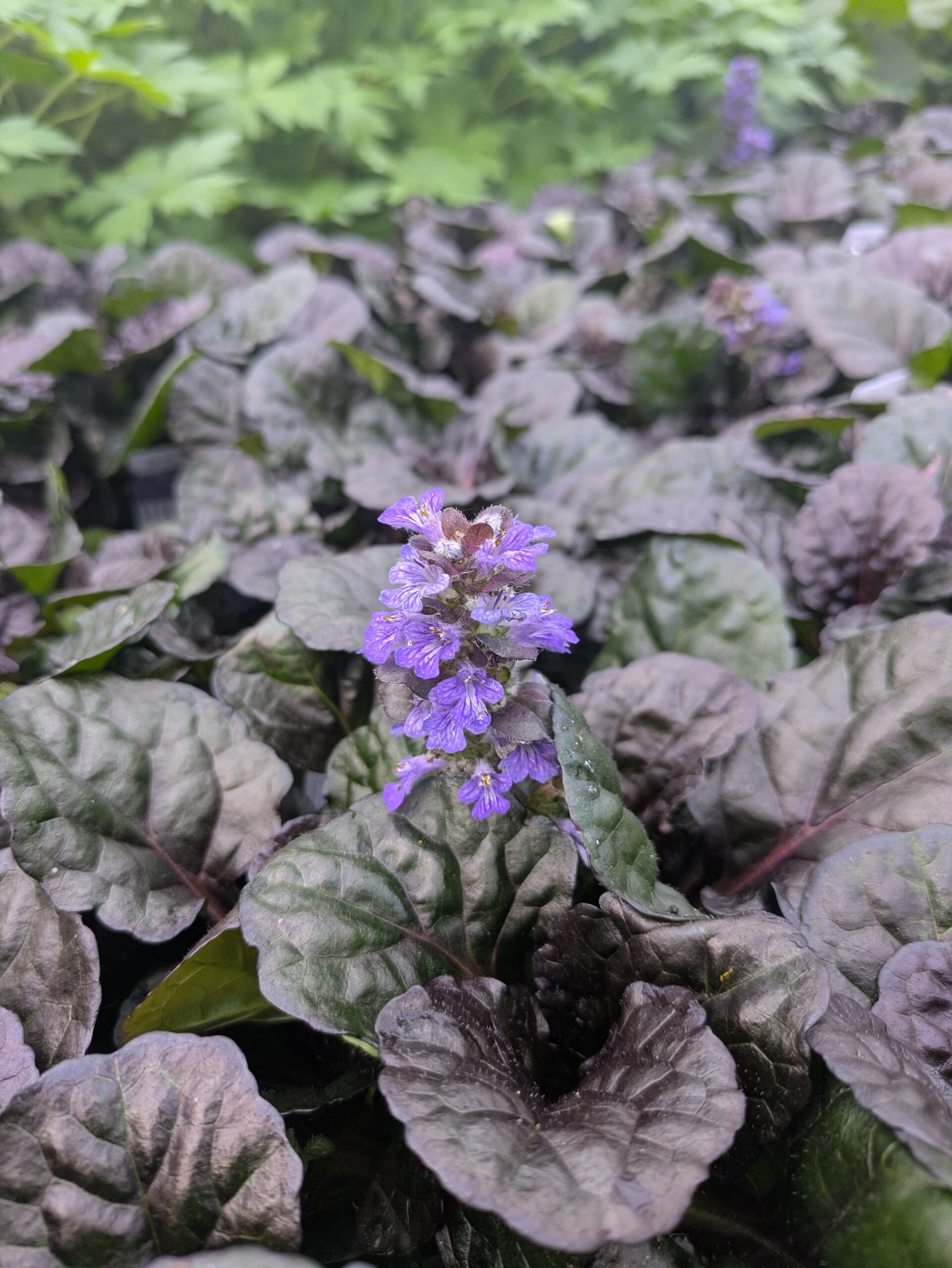 Ajuga reptans 'Black Scallop' (Krybende Læbeløs)