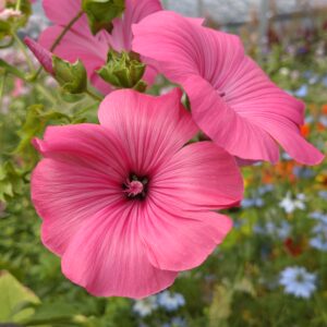 Lavatera 'Ruby Regis'
