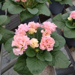 Primula vulgaris ‘Bellrose’ (Dobbelt Primula)