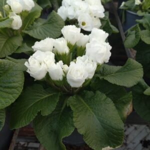 Primula vulgaris ‘Elle’ (Dobbelt Primula)