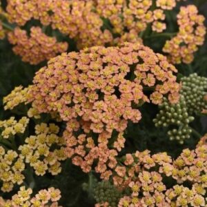 Achillea millefolium ‘New Vintage Terracotta’ (Røllike)