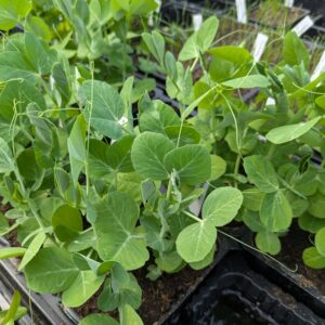 Ærter (Pisum sativum)