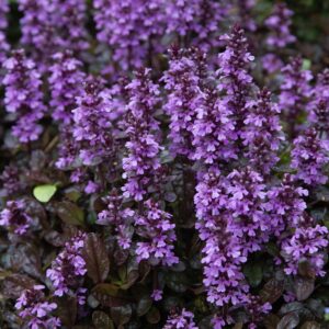 Ajuga reptans 'Midnight Mystery' (Krybende Læbeløs)