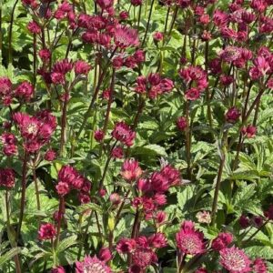 Astrantia major ‘Magical Red’ (Stjerneskærm)