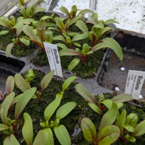 Bladbede Sølvbede (Beta vulgaris)