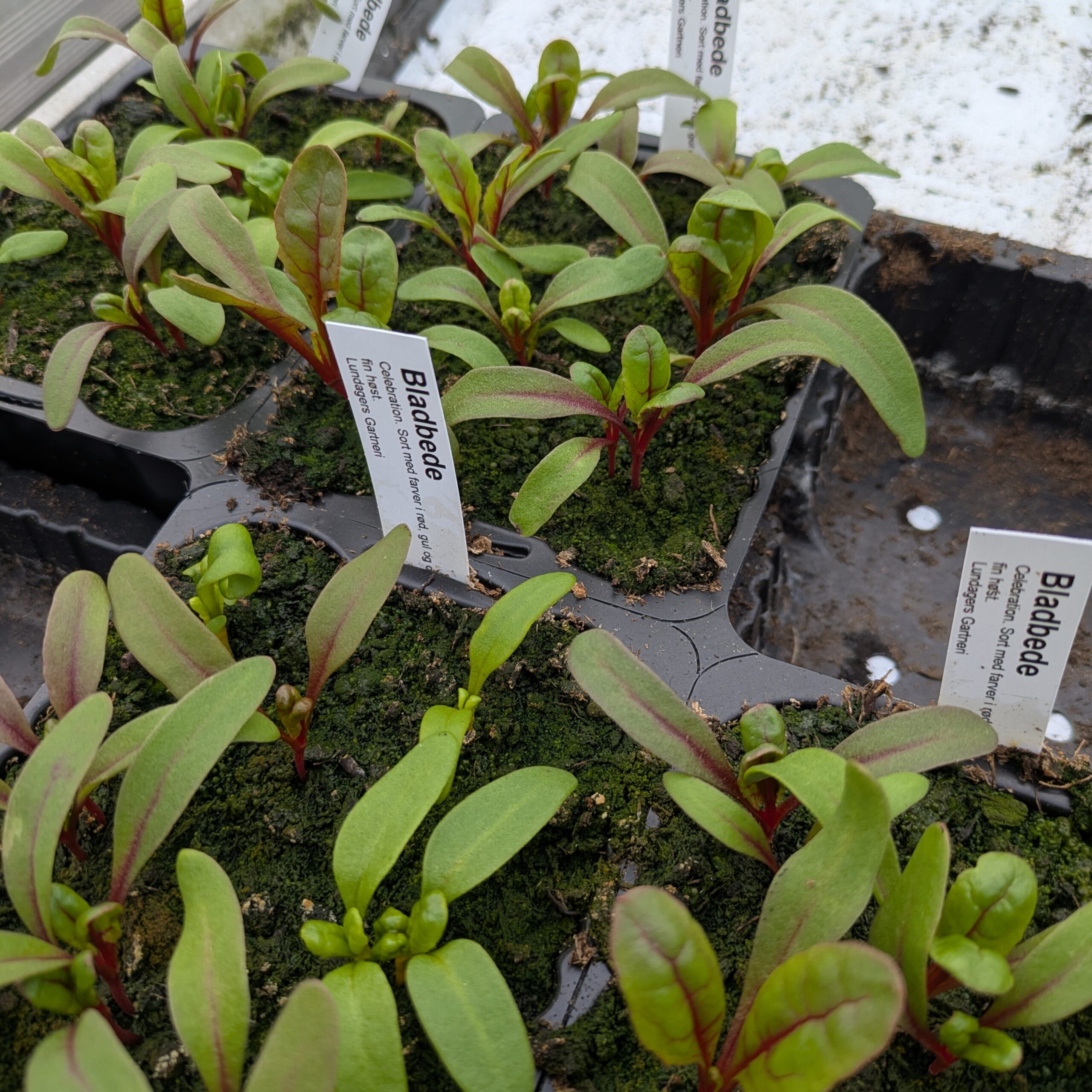 Bladbede Sølvbede (Beta vulgaris)