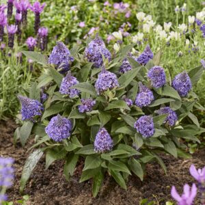 Buddleja cultivars 'Little Rockstars Blue' (Sommerfuglebusk)