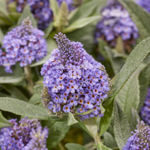 Buddleja cultivars 'Little Rockstars Blue' (Sommerfuglebusk)