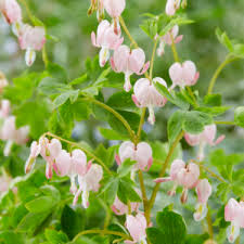 Dicentra spectabilis 'Cupid' (Løjtnantshjerte)