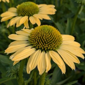 Echinacea purpurea ‘Sunseekers Limoncello’ (Purpursolhat)