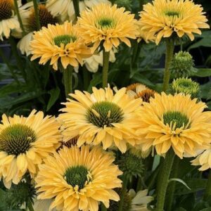 Echinacea purpurea ‘Sunseekers Limoncello’ (Purpursolhat)